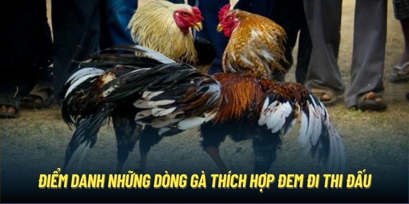 Những giống gà đá cựa dao thống trị đấu trường