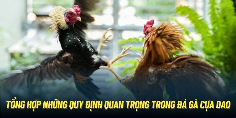 Luật chơi công bằng trên đấu trường đá gà cựa dao