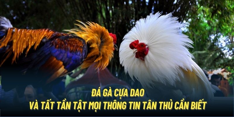 Đôi nét sơ lược về đấu trường đá gà cựa dao